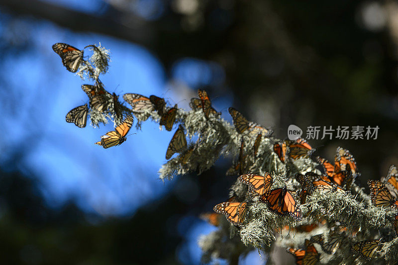 许多黑脉金斑蝶在树枝上休息