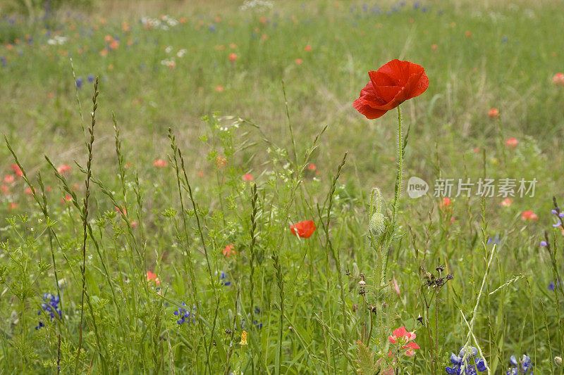 野花的草地