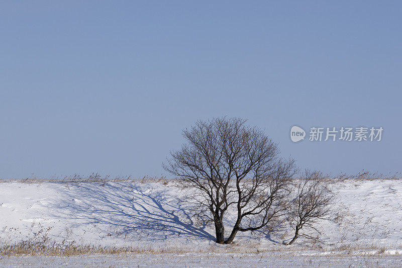 光秃秃的落叶树，雪，和蓝天