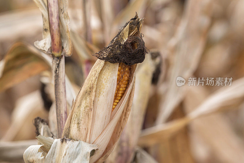 田间成熟的玉米