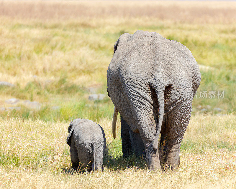 大象妈妈和大象宝宝正在穿越非洲的塞伦盖蒂草原