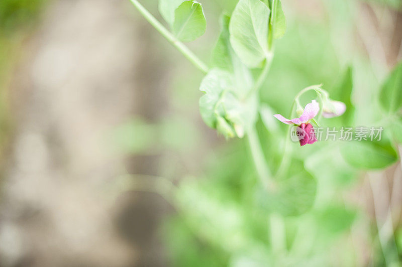 花糖在花园里抢豌豆