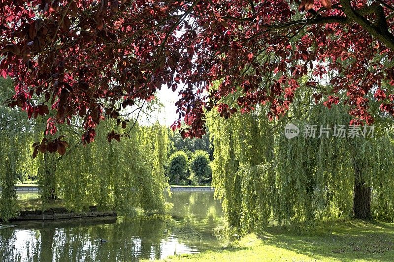 公园里有池塘，垂柳和红山毛榉树