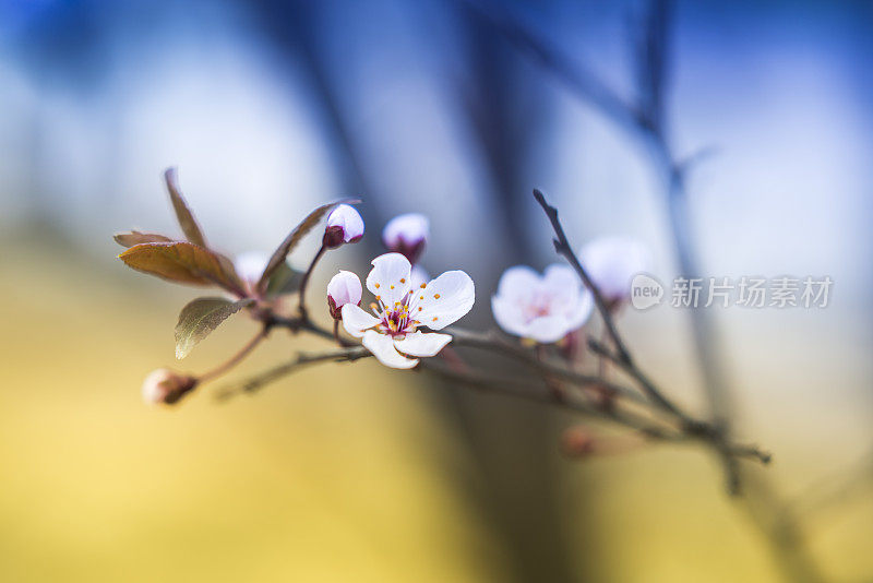 樱花樱花