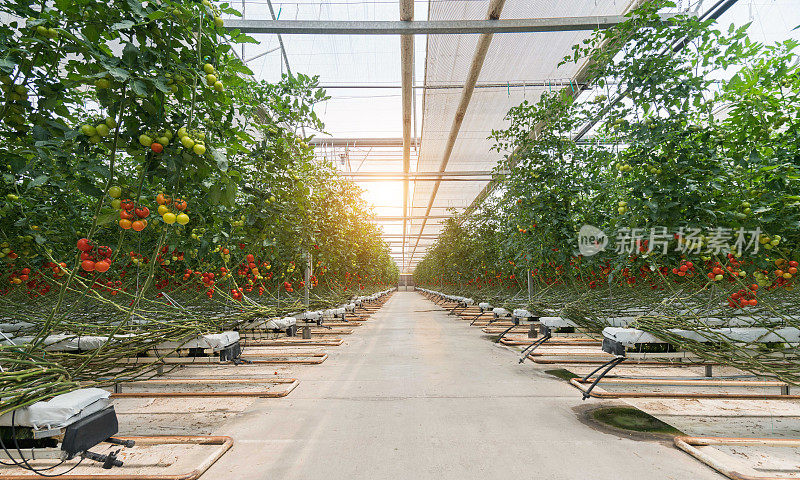 在温室里成熟的番茄