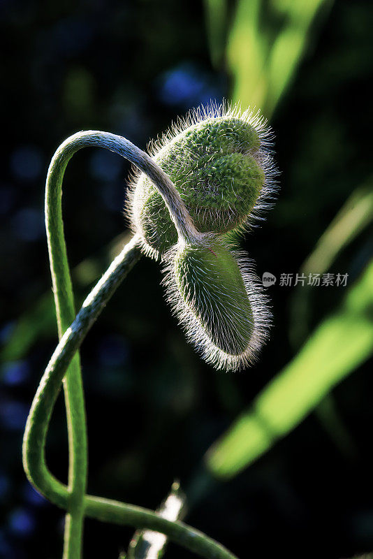 绿草背景上的年轻罂粟花