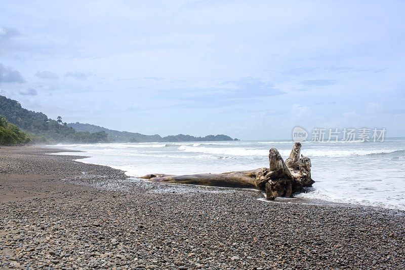 哥斯达黎加海滩，一大块浮木