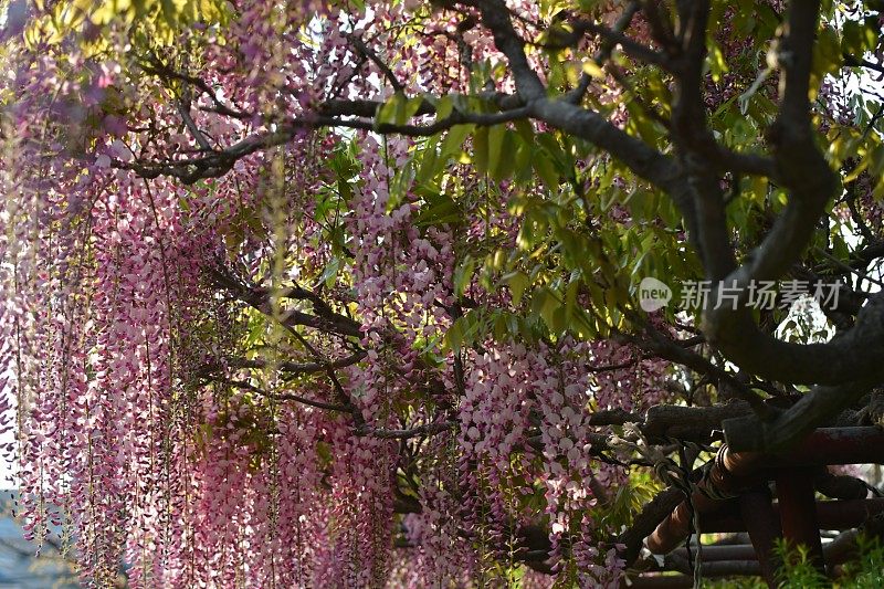 日本紫藤花