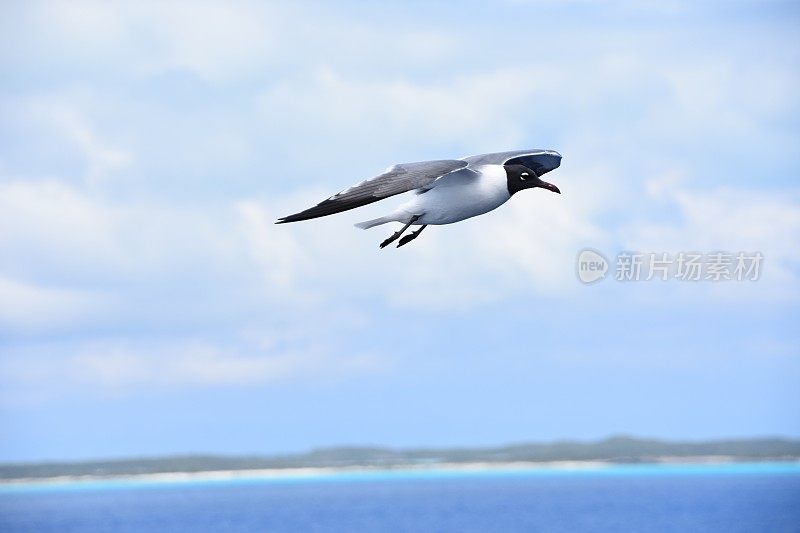 鸟从海上飞过