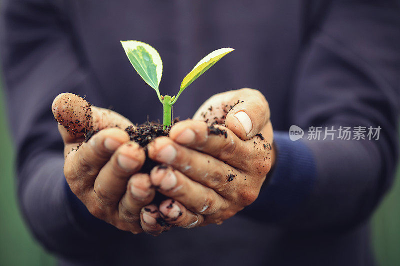 近距离的手持有植物