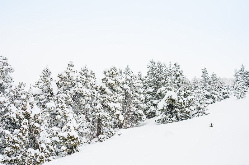 冬季景观与雪和树