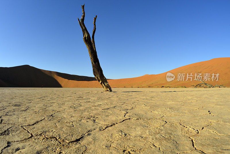 沙漠中干燥的土地和孤独的树木