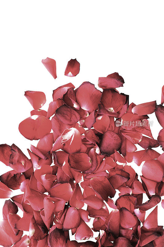 淡化玫瑰花瓣背景