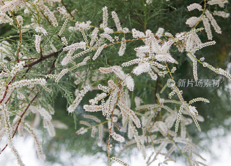 红柳(高卢红柳)开花