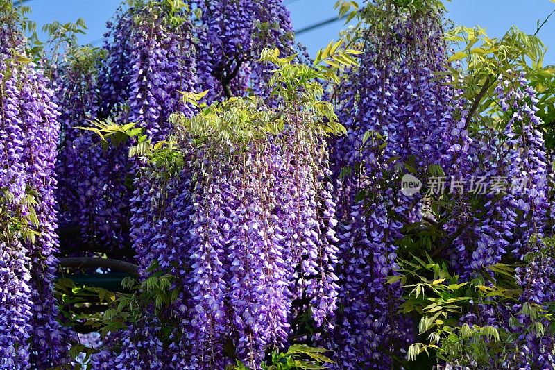 日本紫藤花