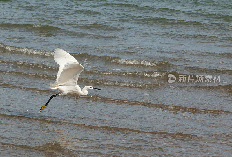 小白鹭(白鹭)