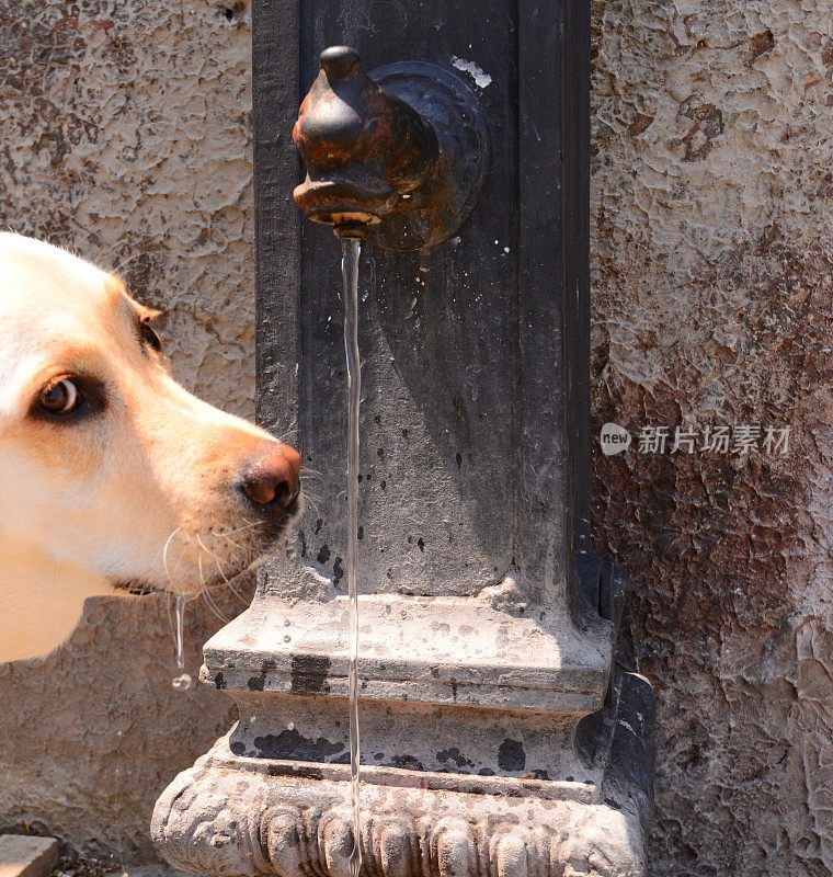 口渴的拉布拉多寻回犬