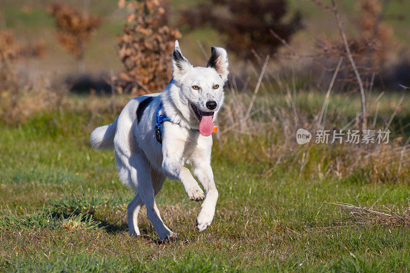 工作的松露猎犬享受一个有趣的奔驰作为奖励他们的技能