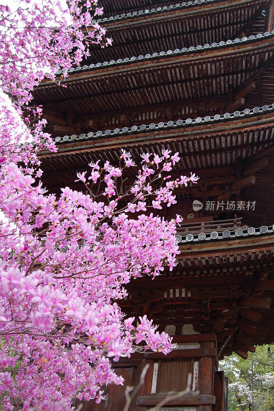 樱花，京都，日本