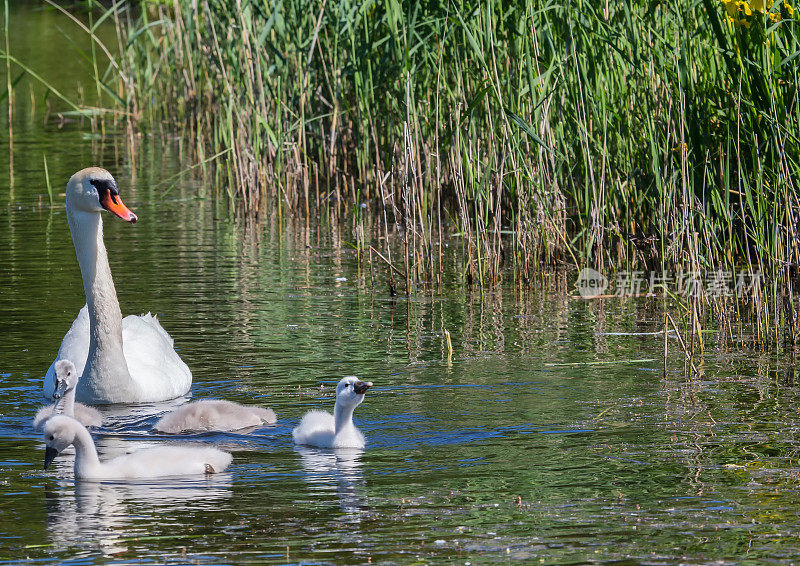 两周大的疣牙天鹅宝宝和他们的父母一起在埃尔兰根市布亨巴赫区一个池塘里游泳