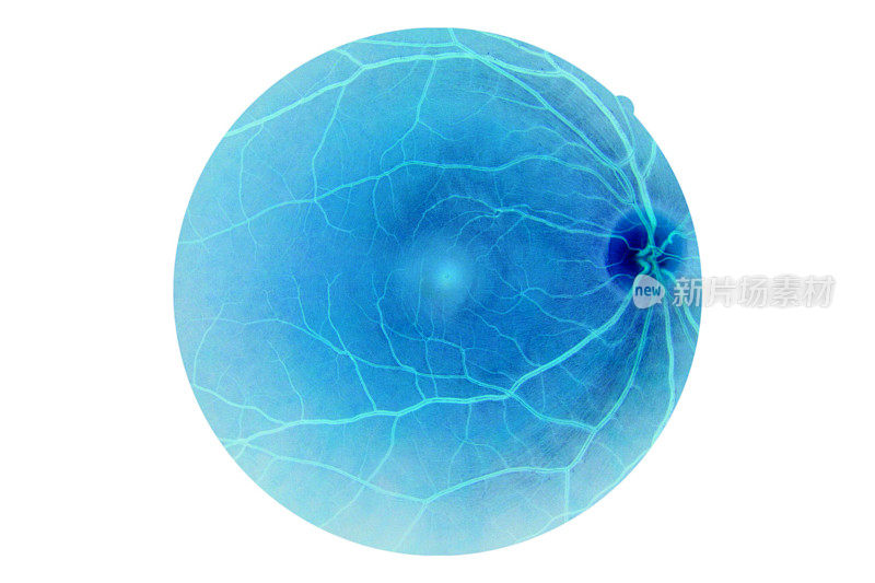 人眼解剖、视网膜、视盘动静脉等。