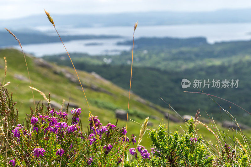 盛开的石南花和金雀花叶在前景，森林和海岸在背景