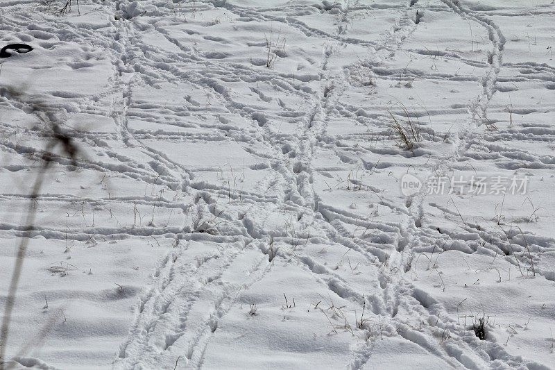 鹿在雪地上留下的足迹