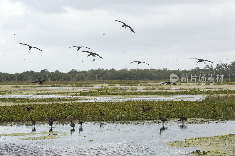 在奥兰多湿地公园，有光泽的朱鹭飞过沼泽。