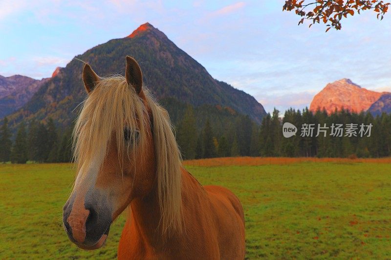 哈夫林格马-种马在阿尔卑斯景观附近的卡文德尔山脉和巴伐利亚阿尔卑斯山在德国-雄伟的高山景观在金色的秋天，戏剧性的蒂罗尔山全景和田园式的蒂罗尔草地，奥地利