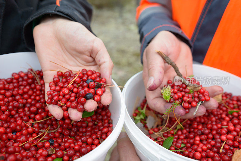 一个成熟的男人和一个年轻的男人一起在森林里工作