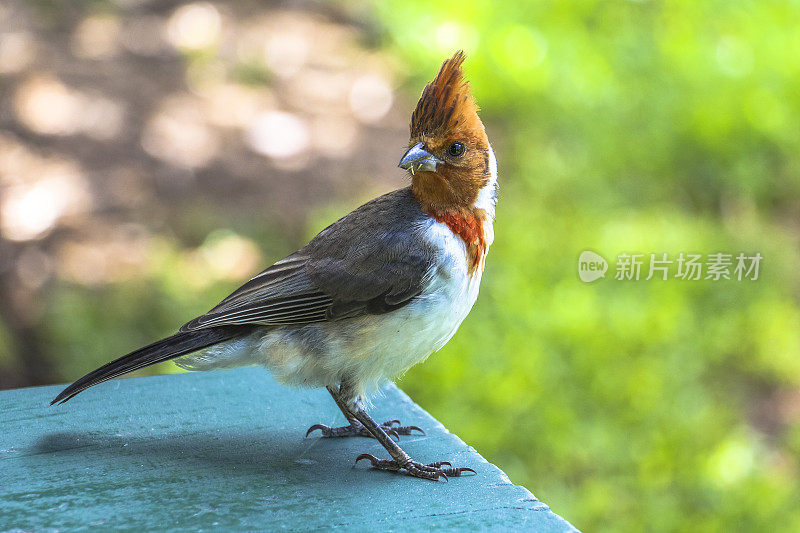 夏威夷毛伊岛的热带红色鸟