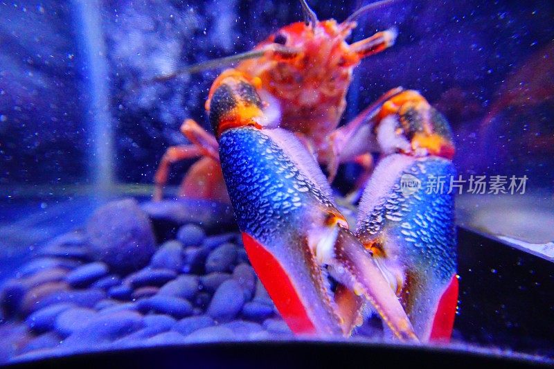 色彩斑斓的虾