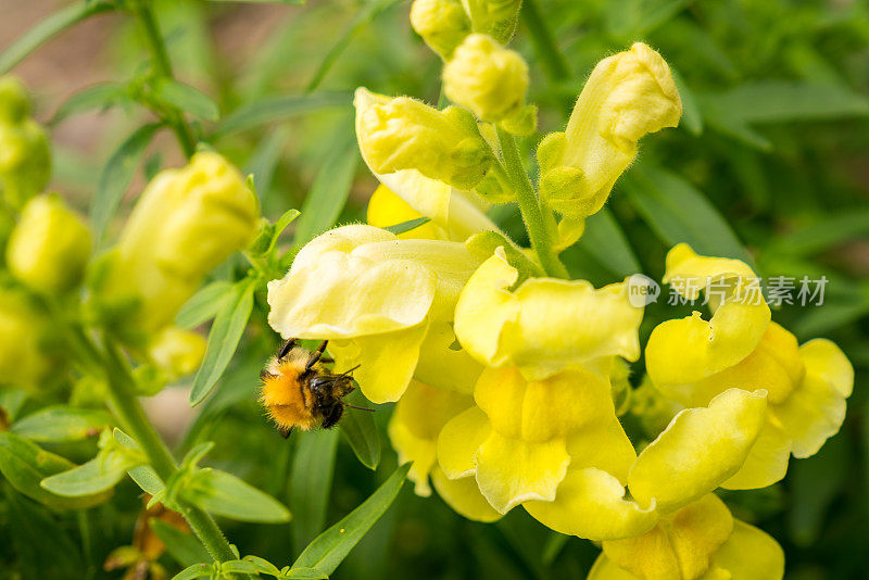 一朵花中的蜜蜂