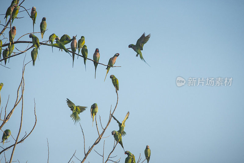 群鹦鹉