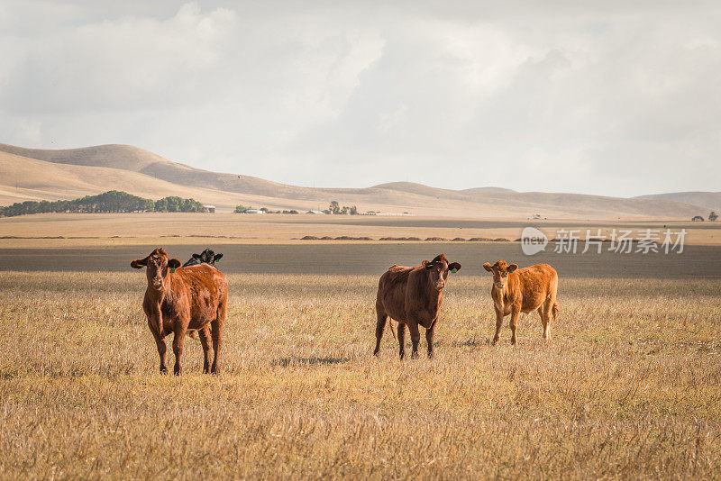 澳大利亚内陆景观与牛在偏远的农场在南澳大利亚农村