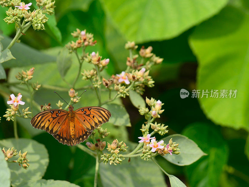 夏威夷海湾贝母