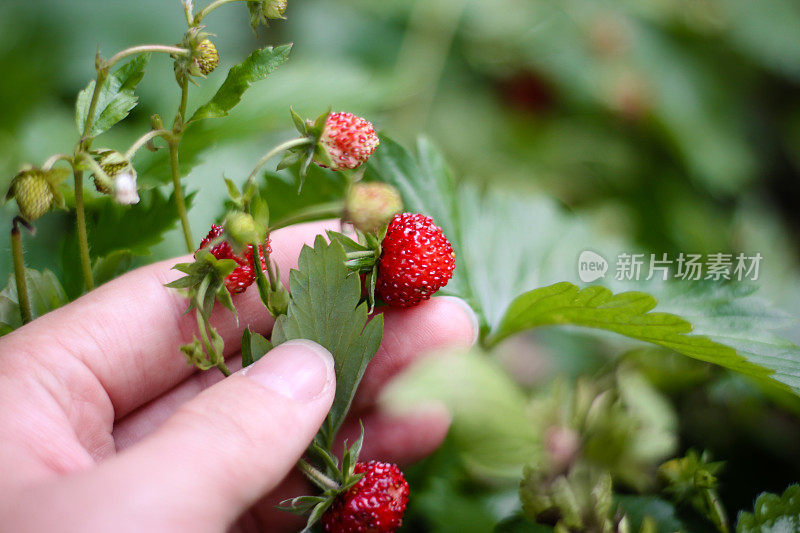 森林中的野生草莓