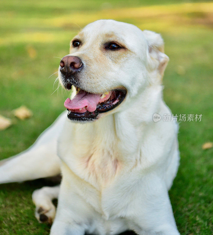 玩得开心的拉布拉多寻回犬