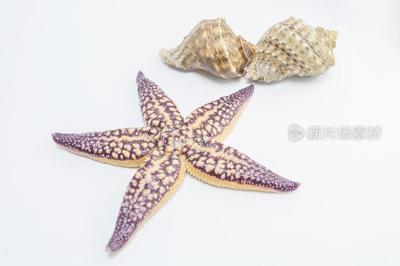 海螺海星