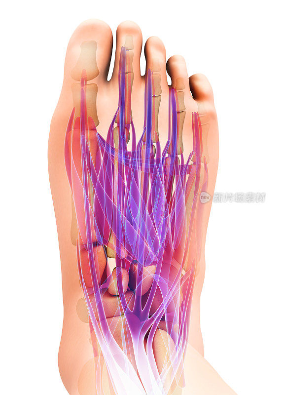 3d演示医学和科学概念，足部肌肉。
