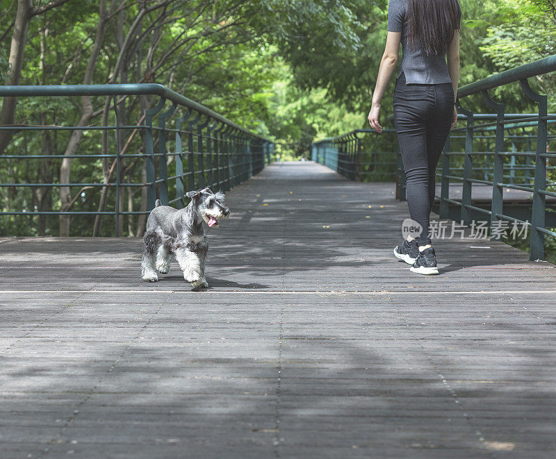 美丽的女主人与她可爱的雪纳瑞在公园放松