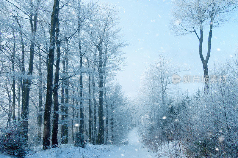 下雪的景色