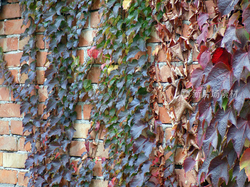 老砖墙上爬满了秋叶的波士顿常春藤