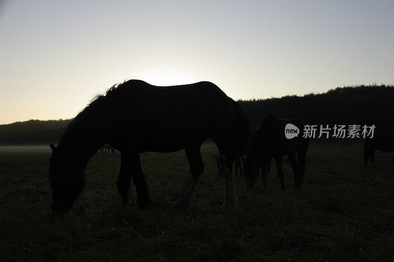 拂晓时正在吃草的马