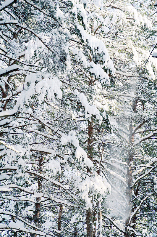 冬天的松林里有暴风雪