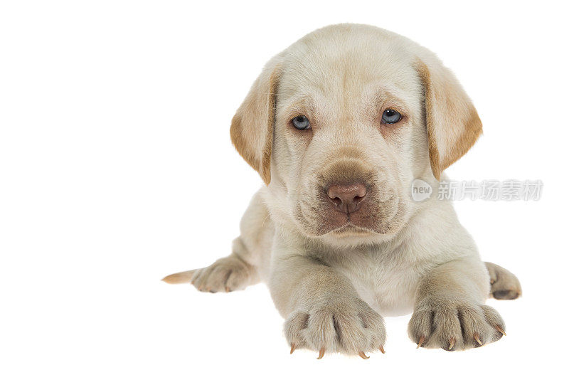 黄色的拉布拉多小狗躺在白色的背景上看着镜头——5周大