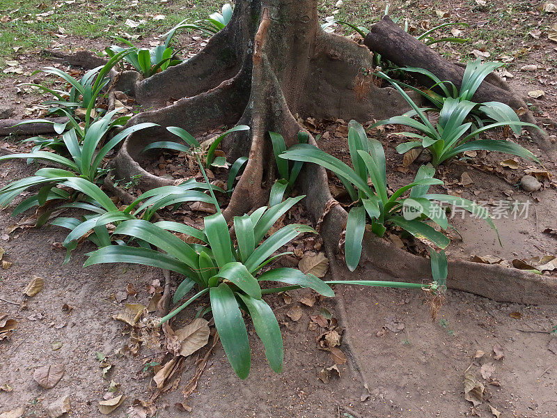 在花园中种植热带植物的树根