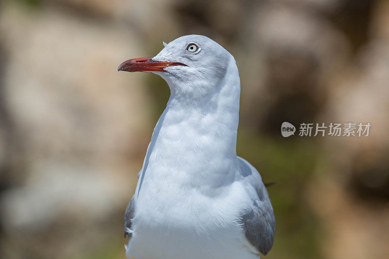 南非:灰头鸥