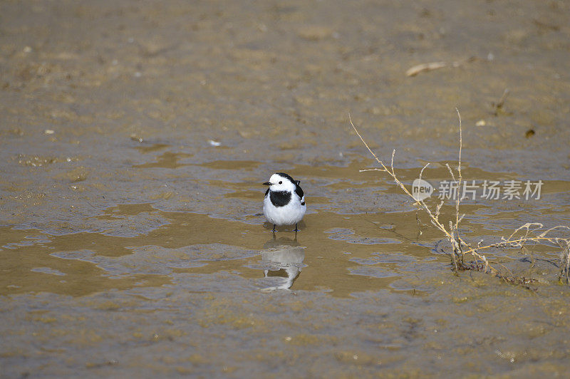 湿地里的一只美丽的鸟