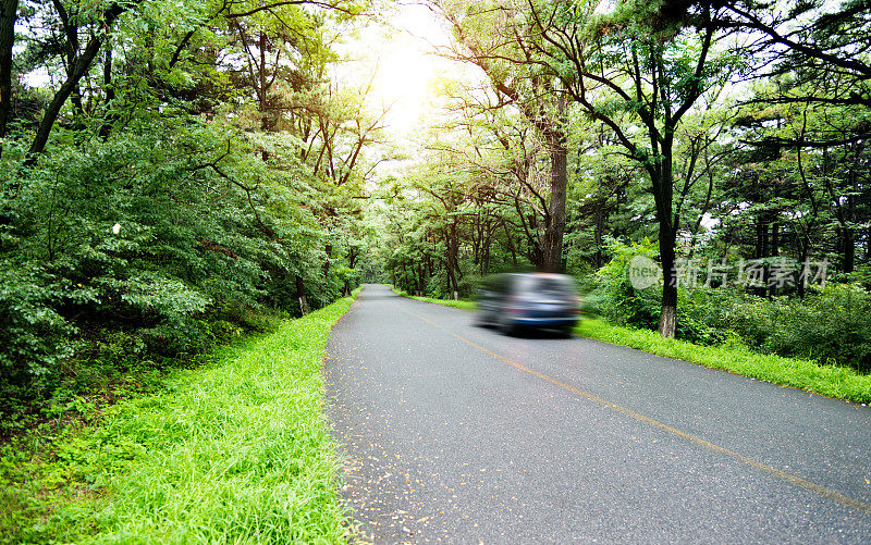 汽车在森林的道路上行驶